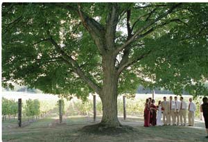 The bridal party is dwarfed by an immense tree at the vineyard, a subtle reminder that nature is the true center of attention at this event.